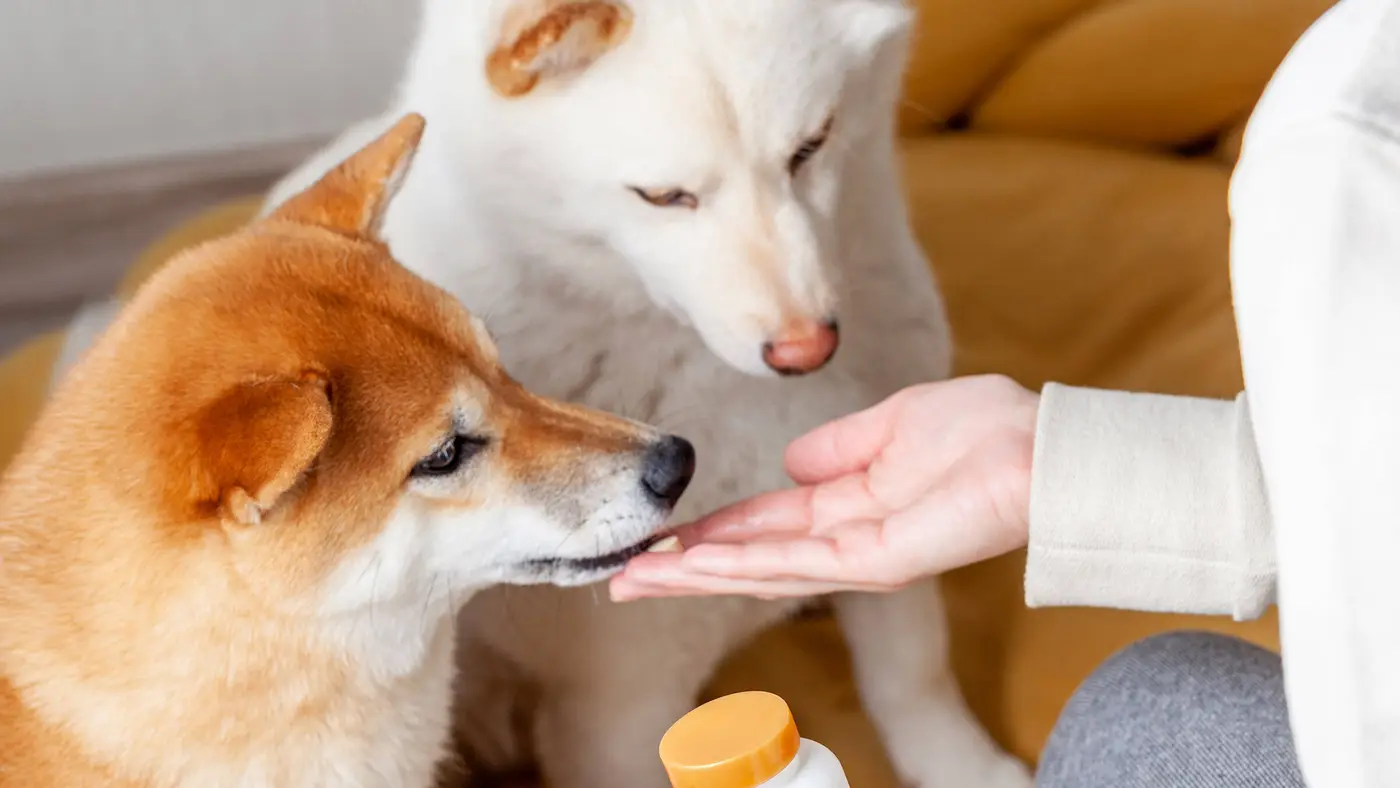 Two Shiba Inus sniffing a treat in a person's hand