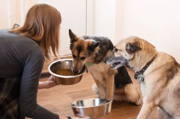 Dogs eating high-quality dog food that provides balanced nutrition for a vibrant and active life