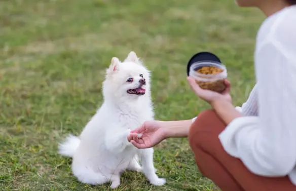 A white Pomeranian waiting for a treat from a woman holding a cup of food