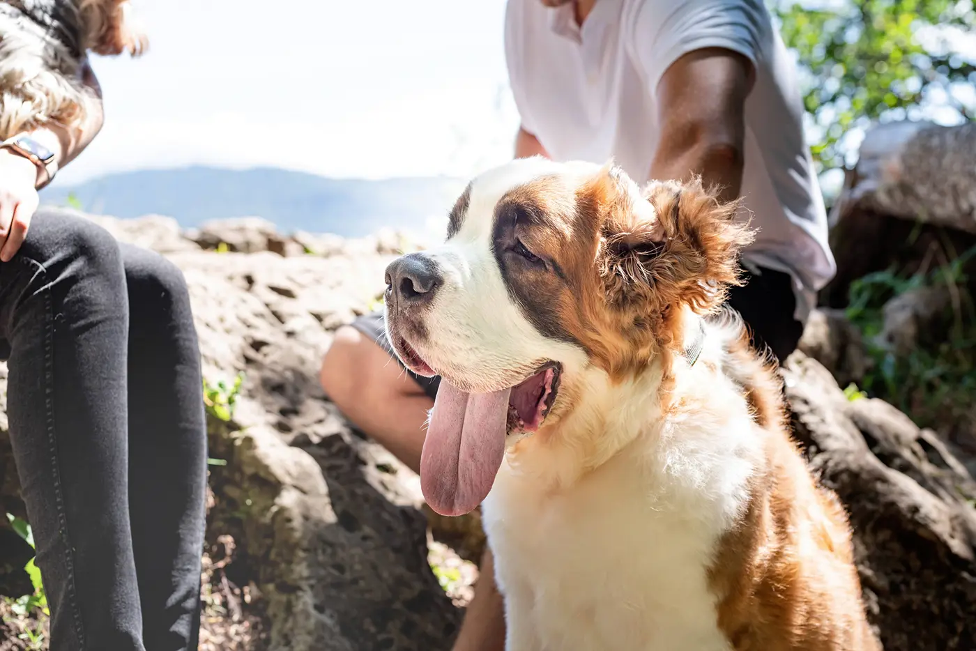 A panting Saint Bernard sitting on rocks with its people